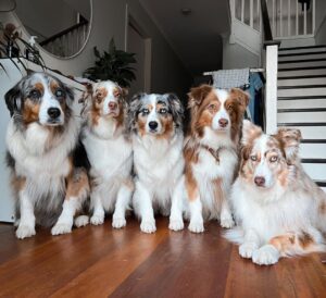 It’s so hard to leave for work in the morning 😅 #myaussietribe #australianshepherd #aussie #aus