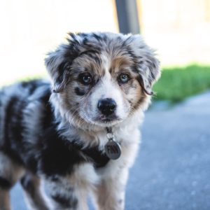 FINN