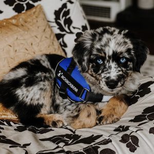 VIC